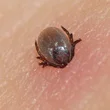 kullancs2
