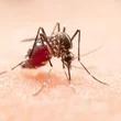 Dengue vírus fertőzések