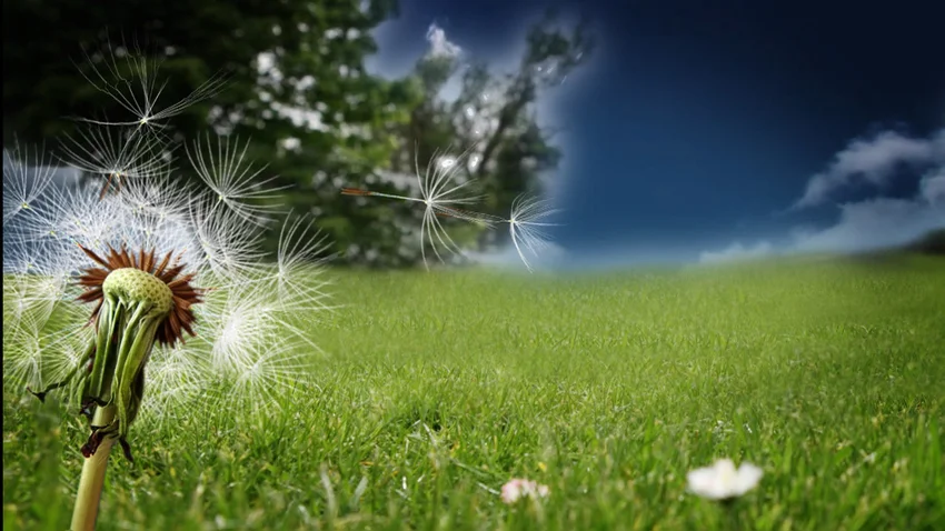 allergia