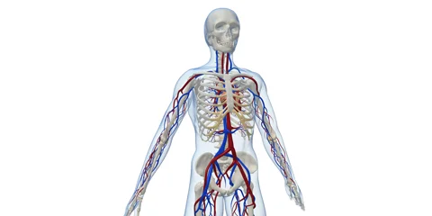 Vascular surgery is recommended for arterial and venous diseases or complaints.