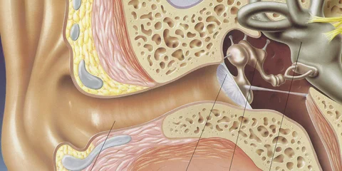 Otolaryngology is a branch of medicine. Inflammation of the middle ear is most common.