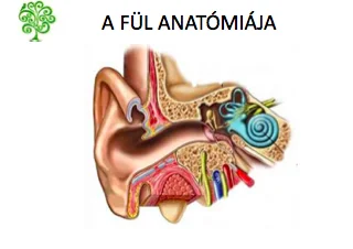 hallasunk-hullamhosszain-1
