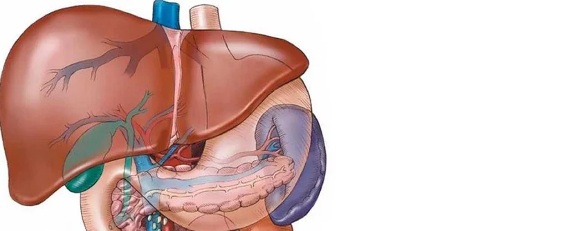 A hepatológia a máj betegségeivel foglalkozó orvosi tudományág.