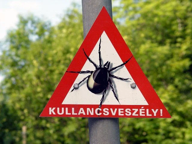 kullancs2
