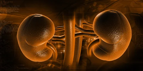 Nephrology is a branch of internal medicine that examines the function and functional abnormalities of the kidney.