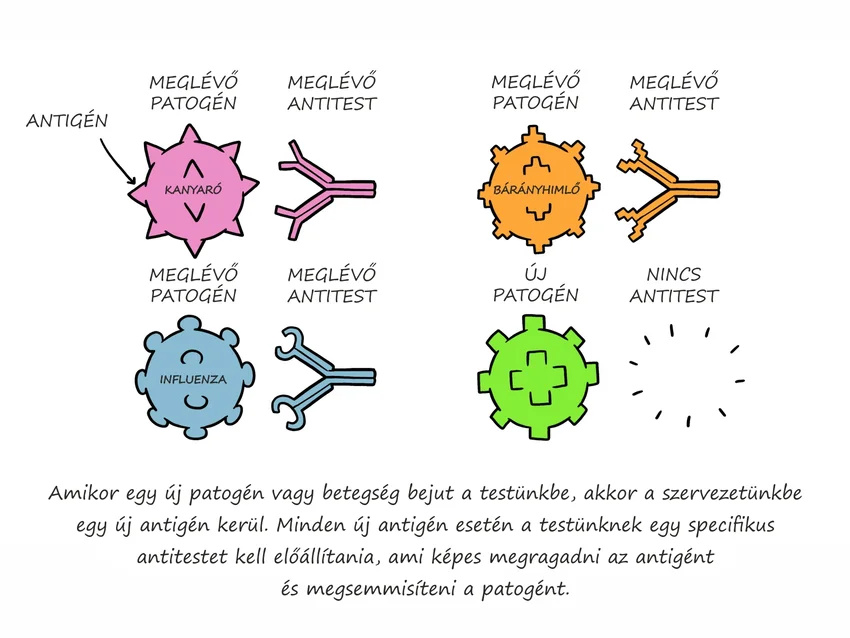 Testünkbe kerülő antigén és a hatására kialakuló antitest folyamatábrája.