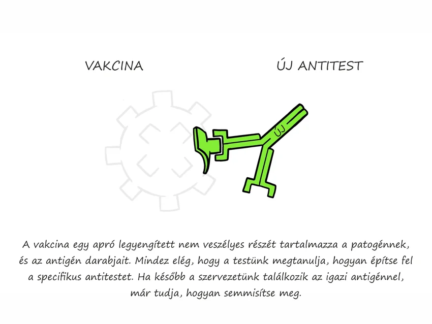 A vakcina hatása szervezetünkre.