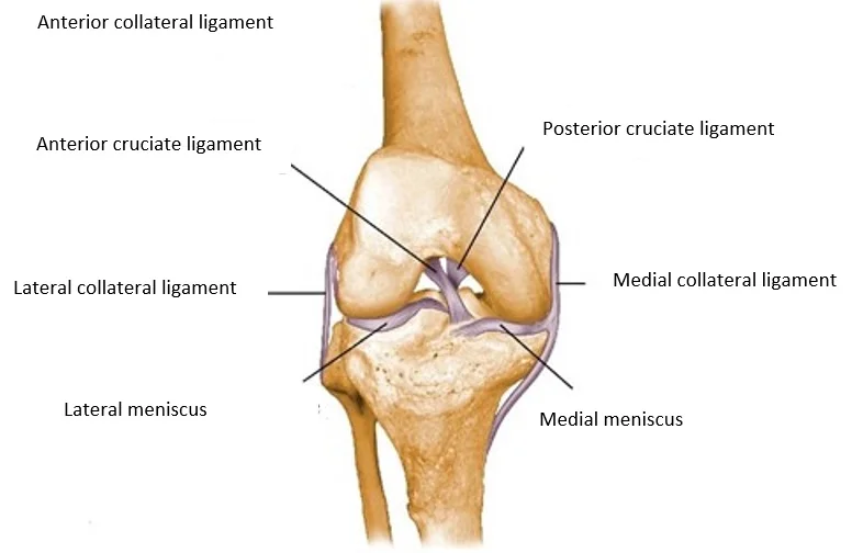 Anatomy of the knee joint - Buda Health Center