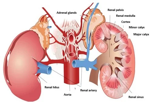 The position and blood supply of the kidneys and the adrenal glands