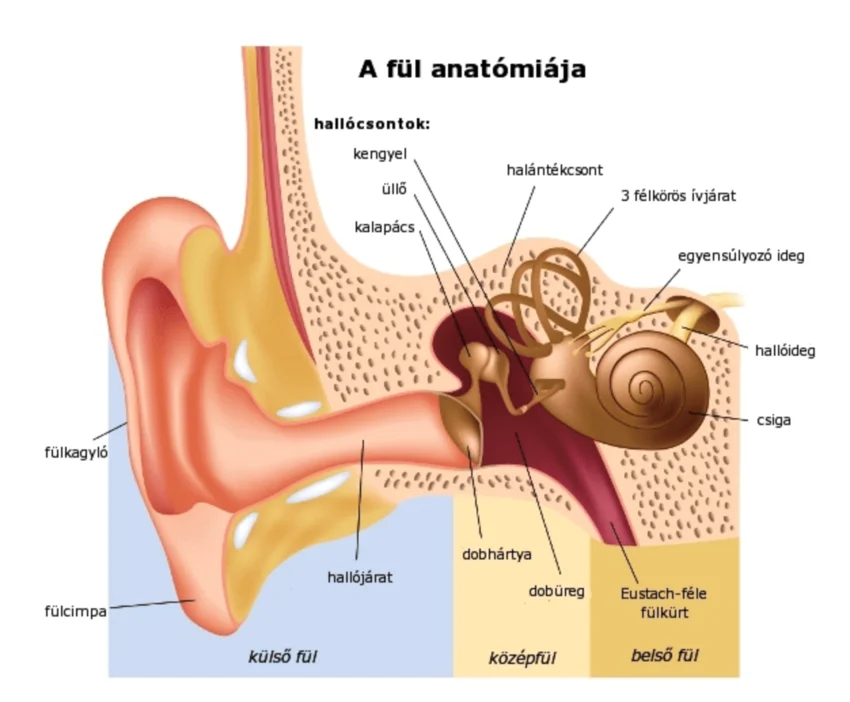 Fül-orr-gégészeti műtéti ábra