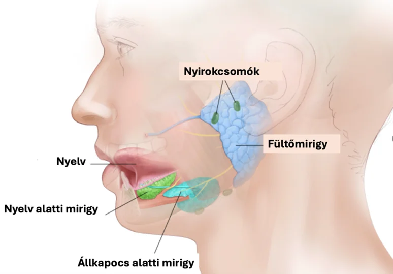 Állkapocs alatti nyálmirigy eltávolítása