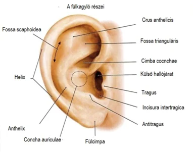 Fülplasztika – fülkagyló korrekció