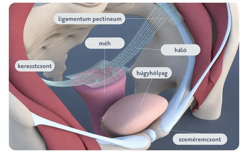 Méh- vagy hüvelysüllyedés laparoszkópos helyreállító műtéte (pectopexia)